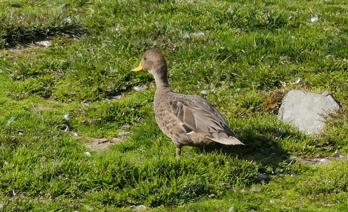 Canard à queue pointue (georgica) - ML217661391