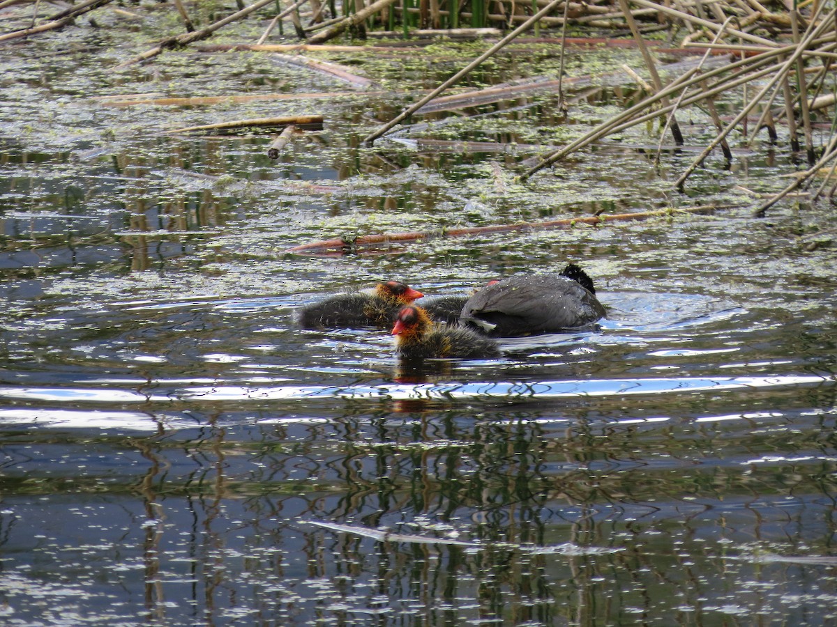 American Coot (Red-shielded) - ML217661651