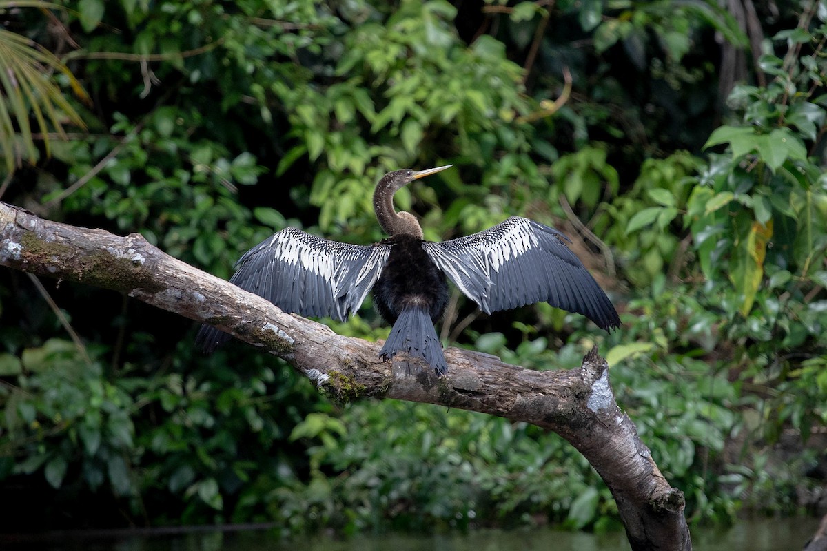 Anhinga - Ashley PK