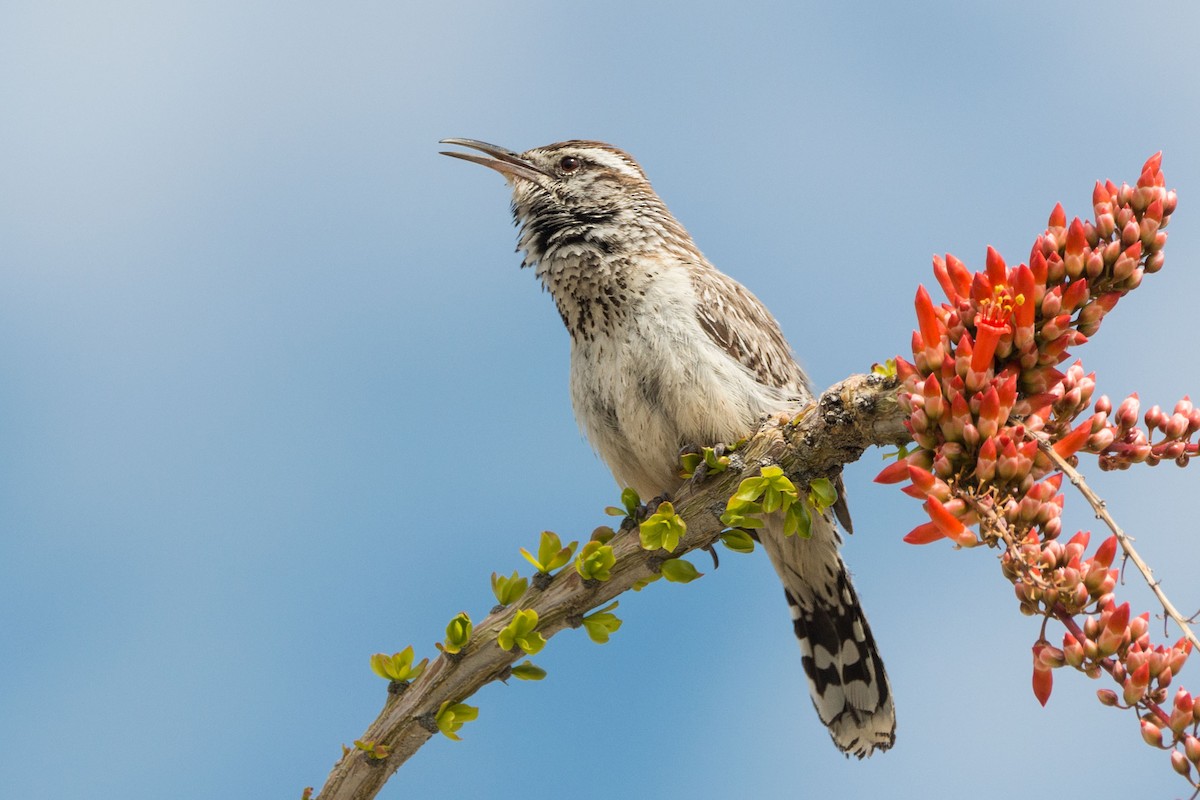 Cactus Wren - ML217662151