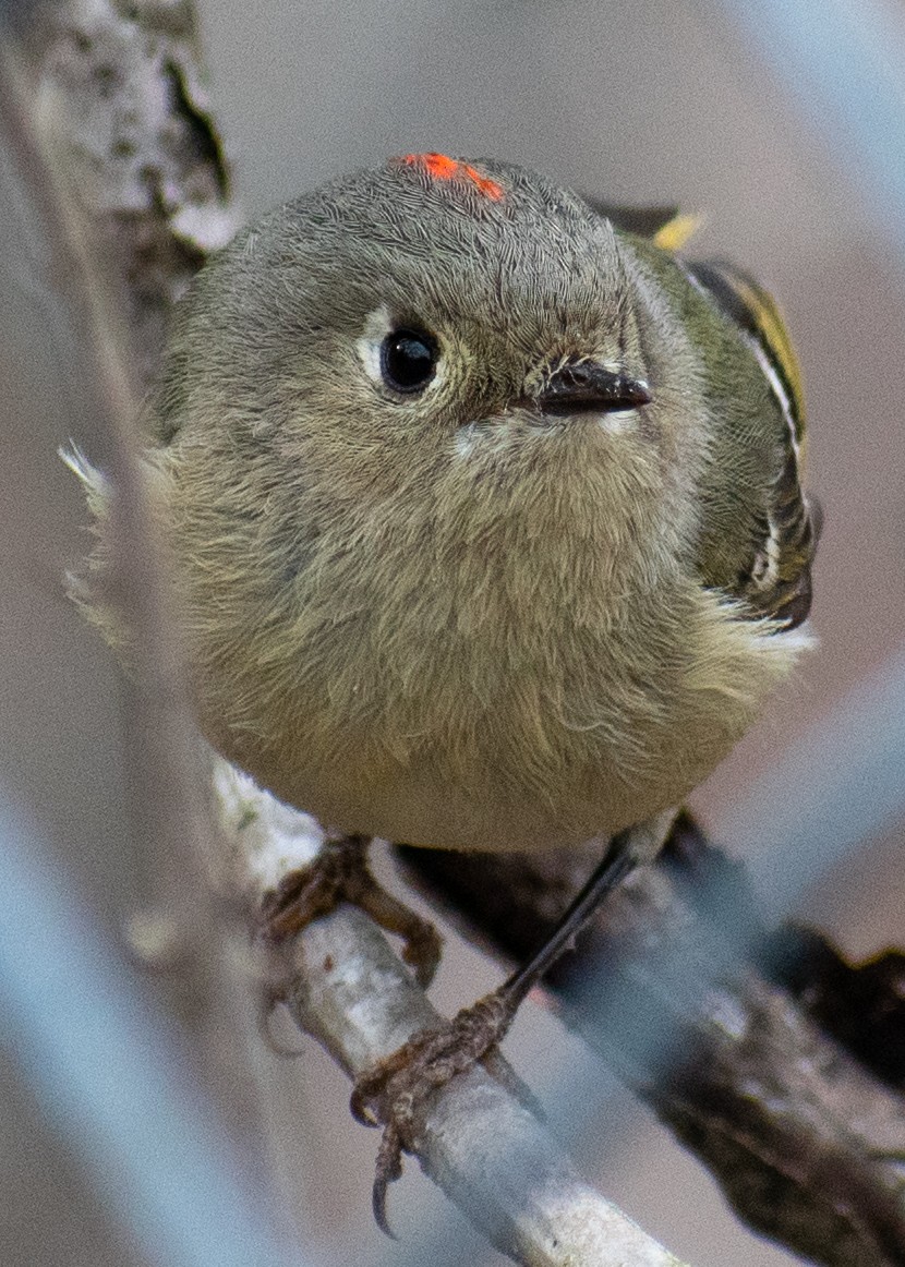 Ruby-crowned Kinglet - Randy Dunning