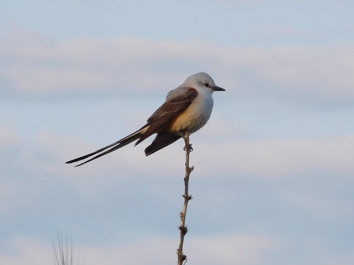 Scissor-tailed Flycatcher - ML217664891