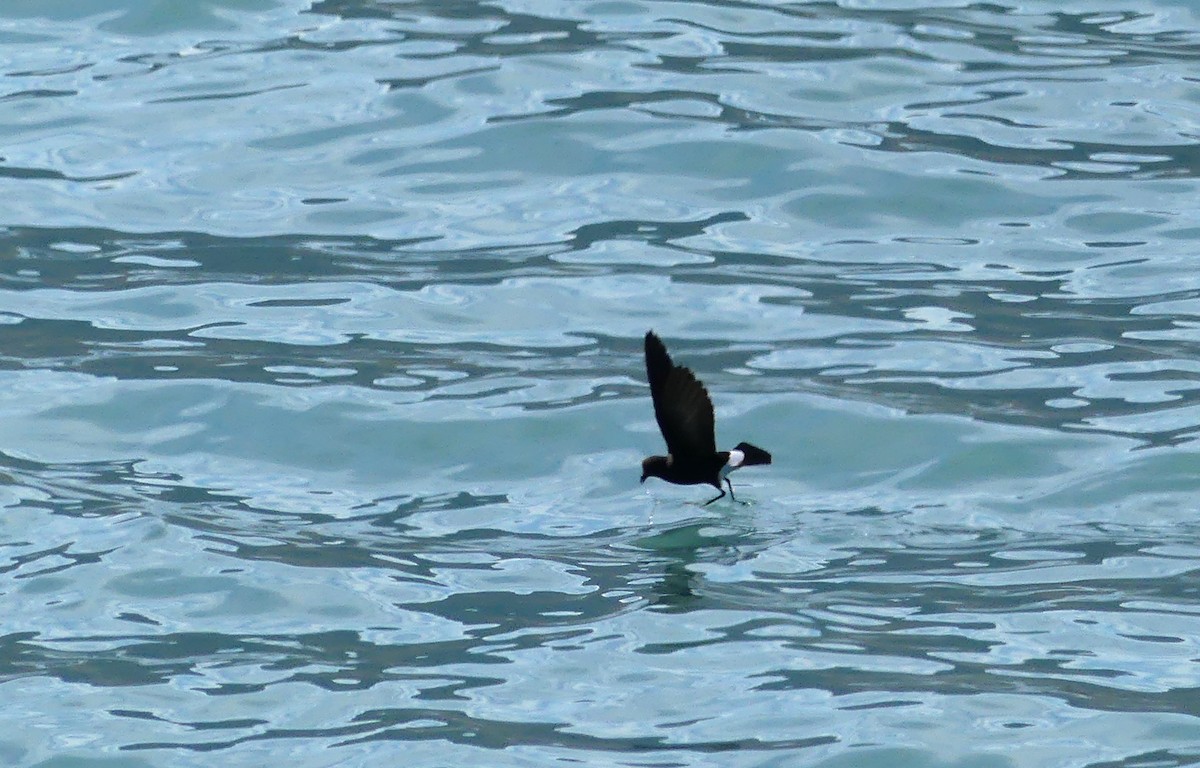 Wilson's Storm-Petrel - ML217665831