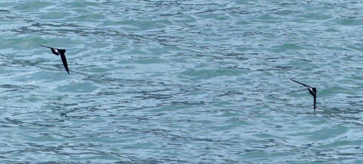 黃蹼洋海燕 - ML217665841