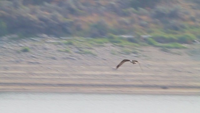 Balbuzard pêcheur (carolinensis) - ML217666731