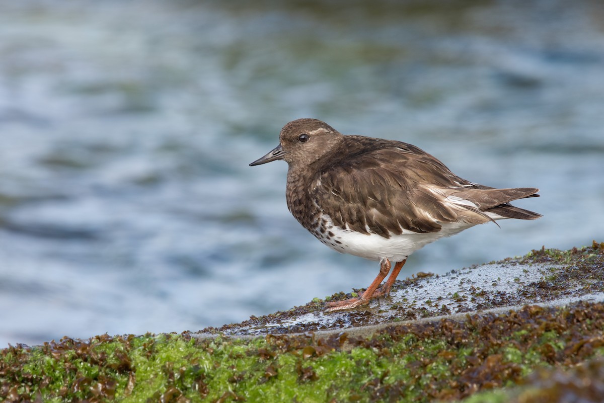 Black Turnstone - Tyler Ficker
