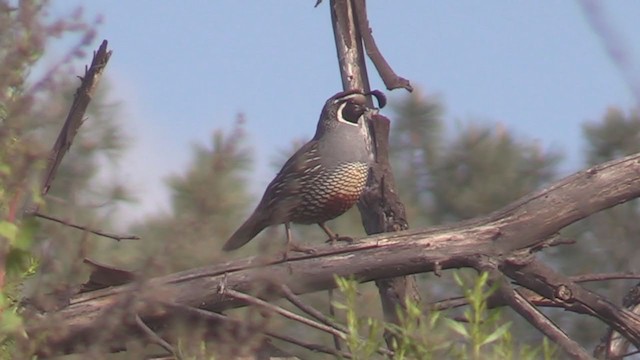 California Quail - ML217668041