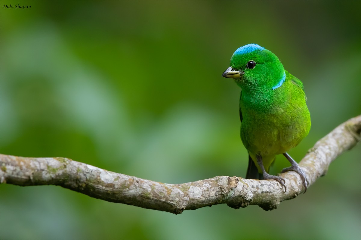 Blue-crowned Chlorophonia - Dubi Shapiro