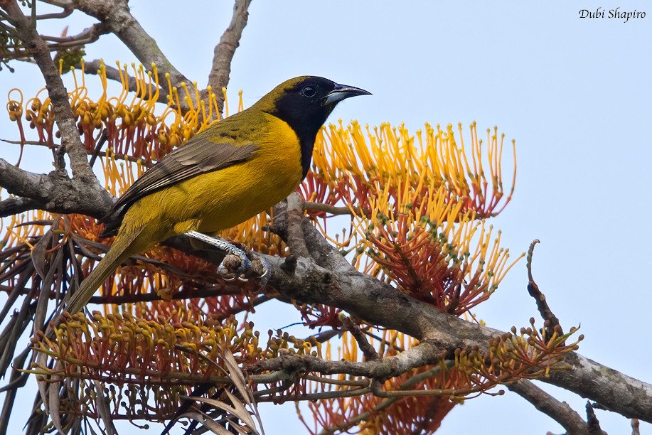 Oriole unifascié - ML217668201