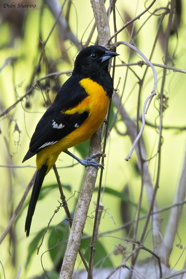 Oriole unifascié - ML217668211