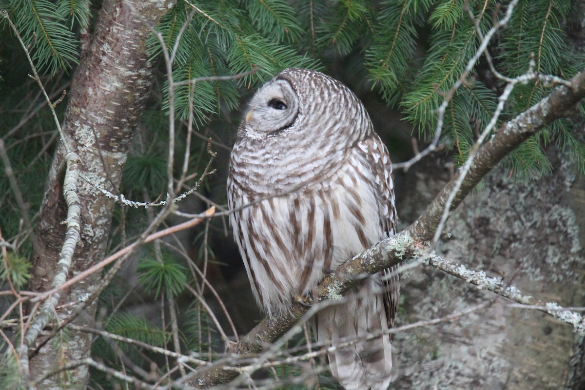 Barred Owl - ML217668261