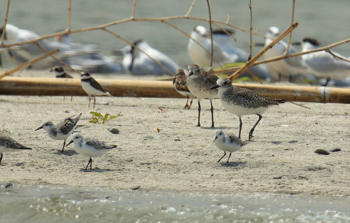 Black-bellied Plover - ML217668351