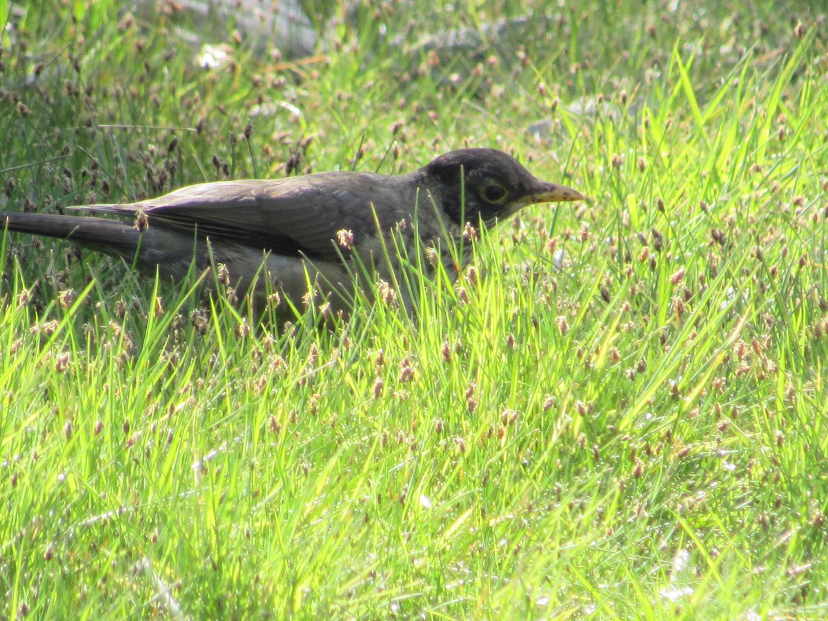 Zorzal Patagón - ML217668421