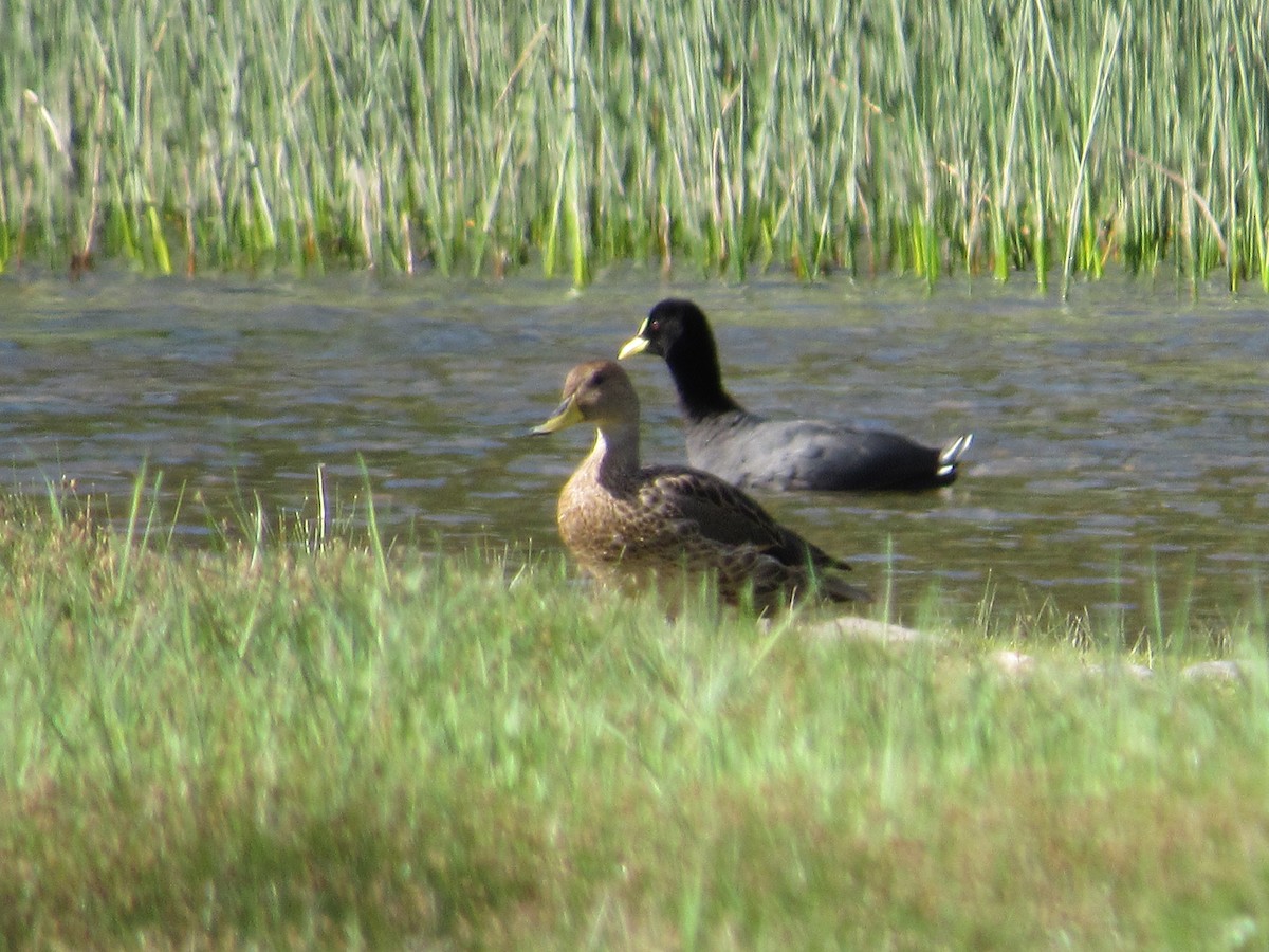 Yellow-billed Pintail - ML217668661