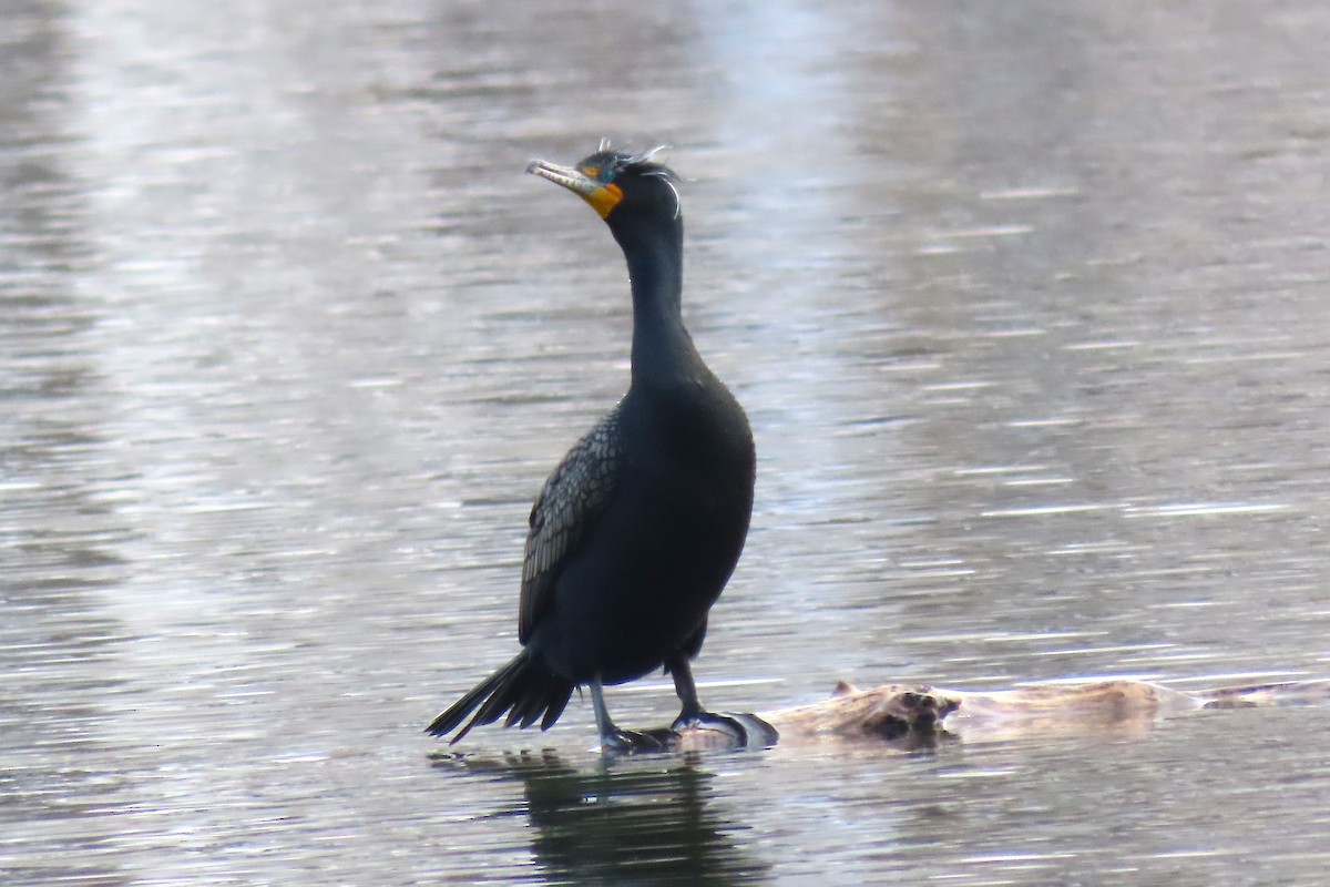 Double-crested Cormorant - Ted Floyd