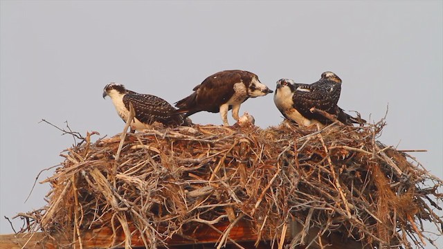 Águila Pescadora (carolinensis) - ML217668911