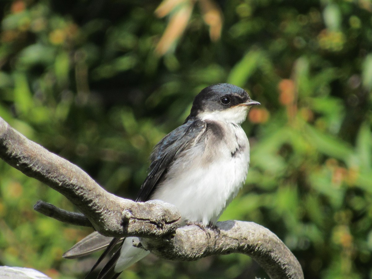 Chilean Swallow - ML217668931