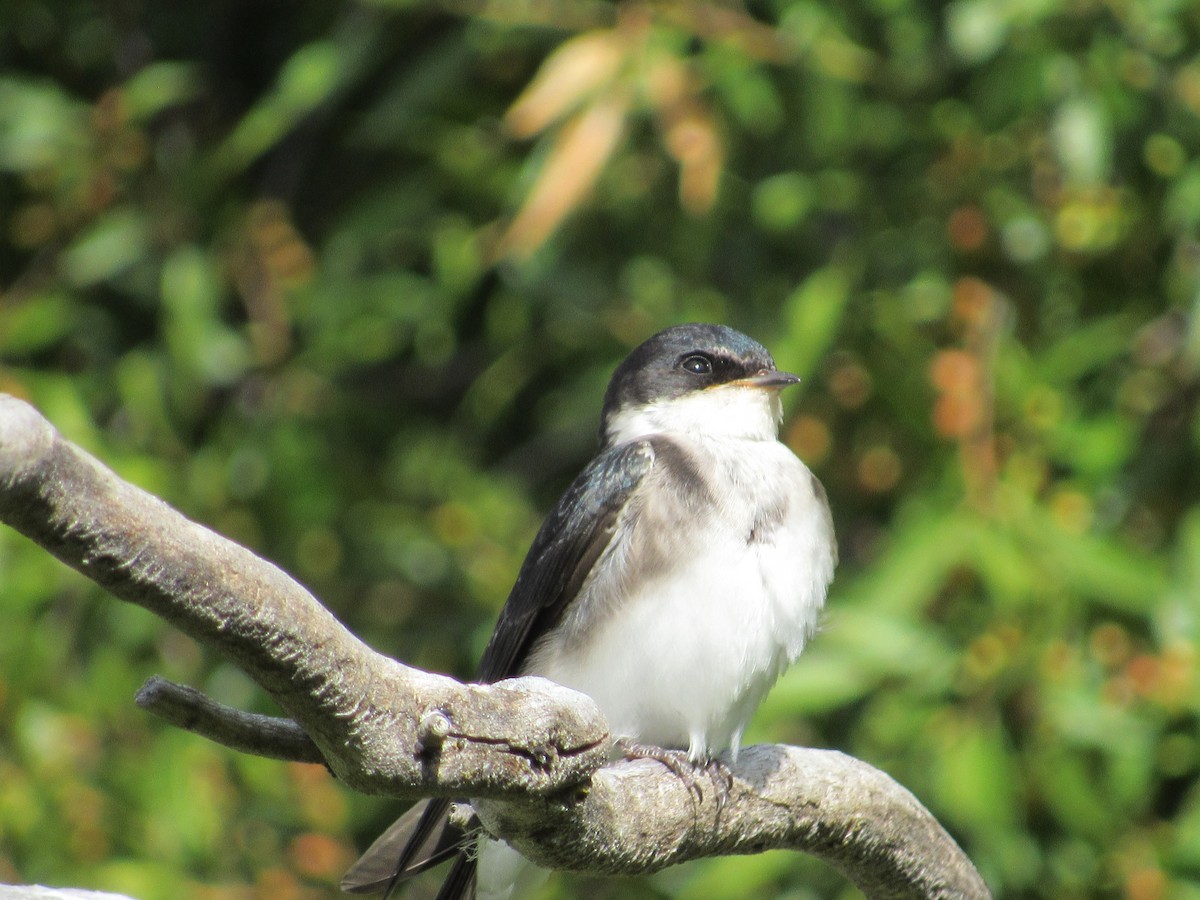 Chilean Swallow - ML217668951