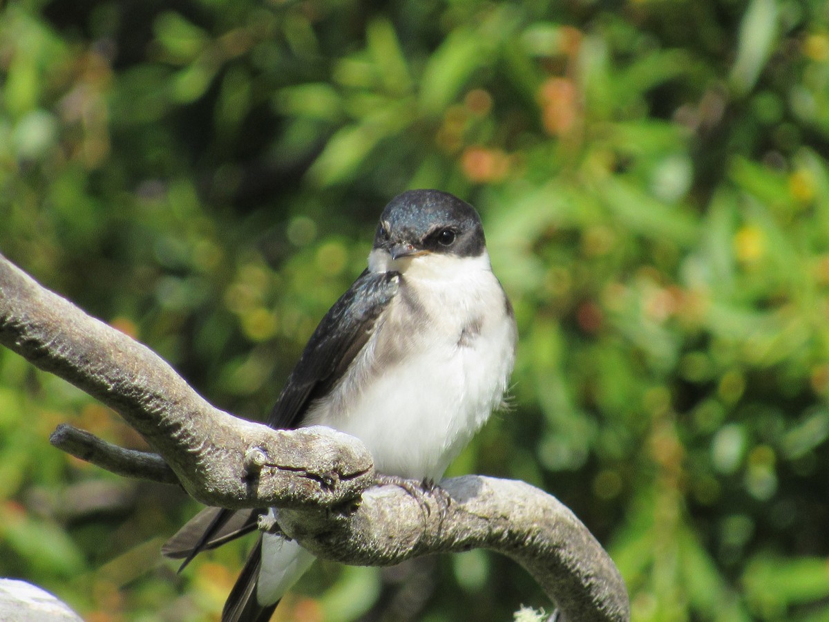 Chilean Swallow - ML217668961