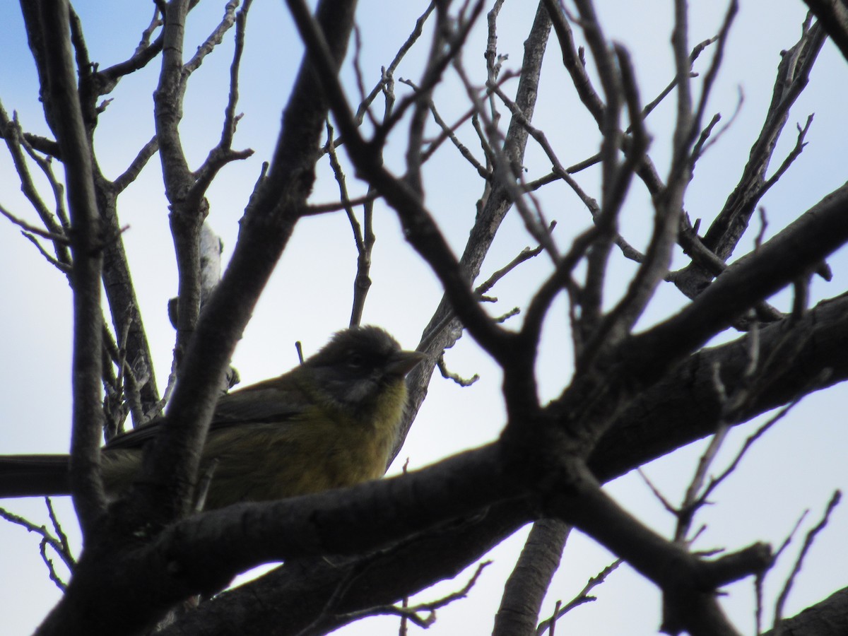 Patagonian Sierra Finch - ML217669051