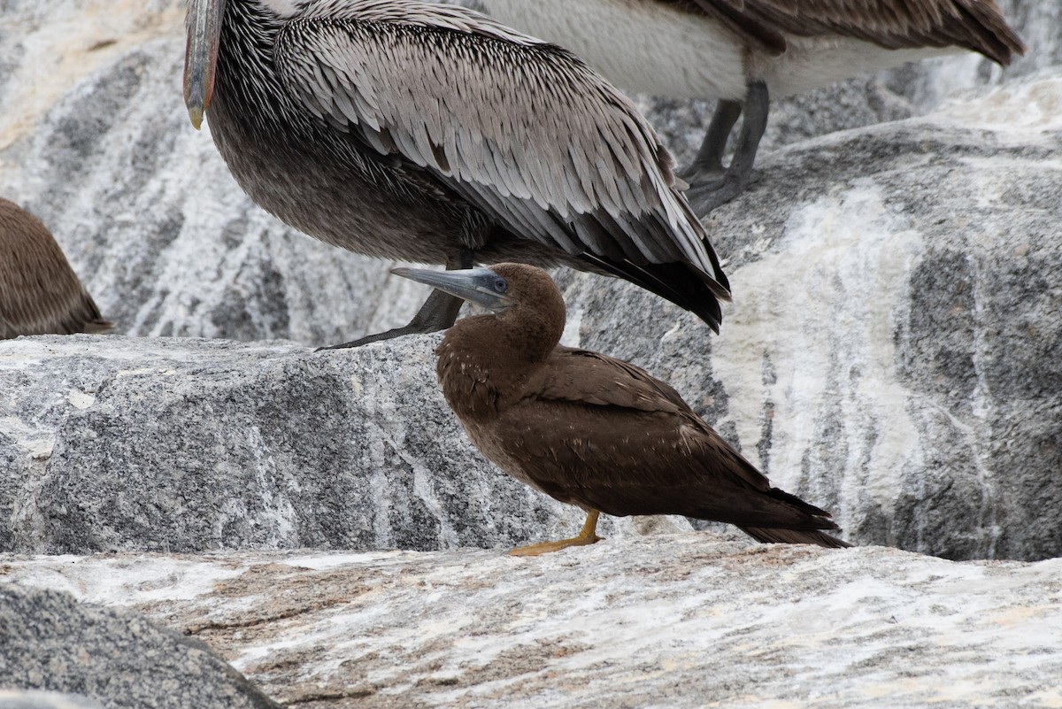 Brown Booby - Tyler Ficker