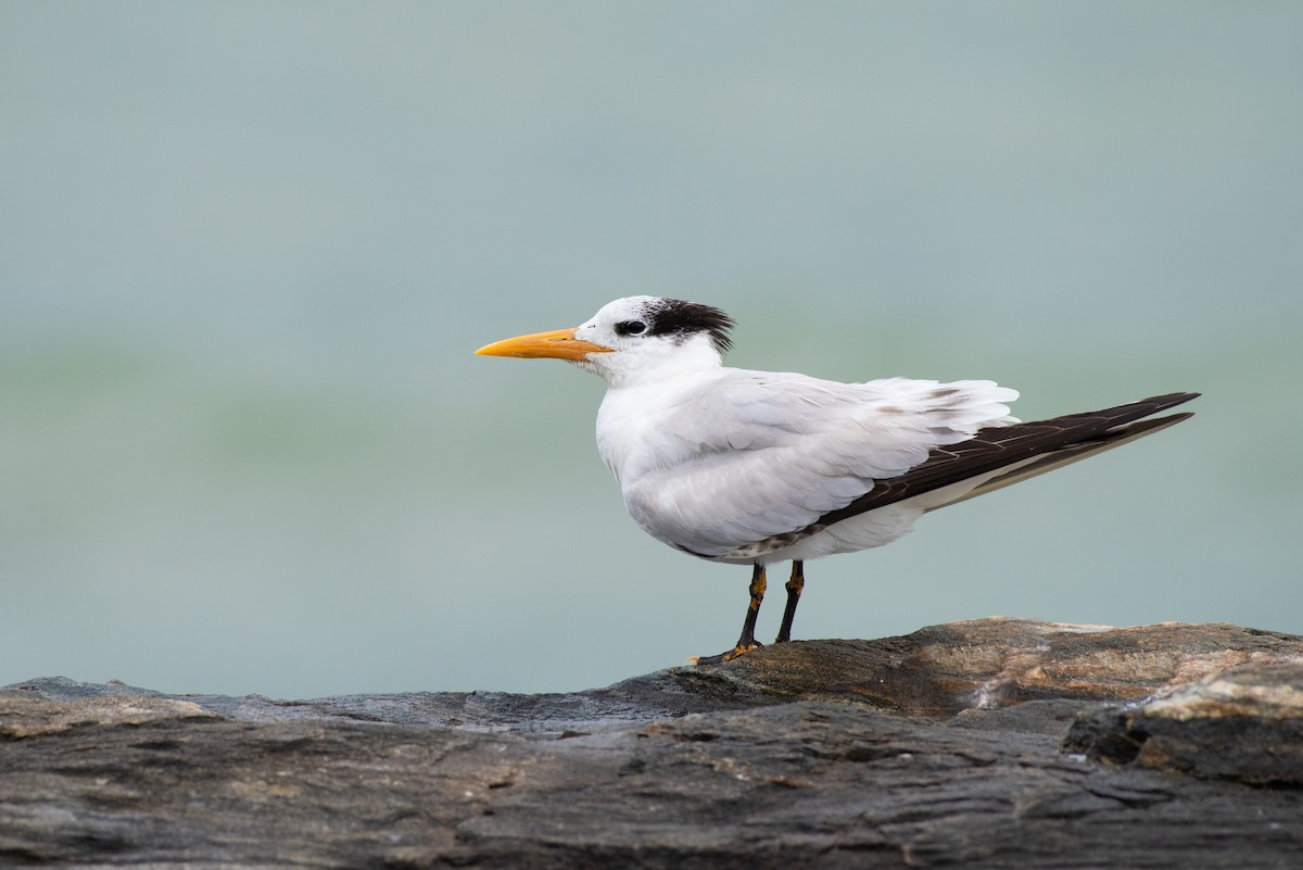 Royal Tern - Tyler Ficker