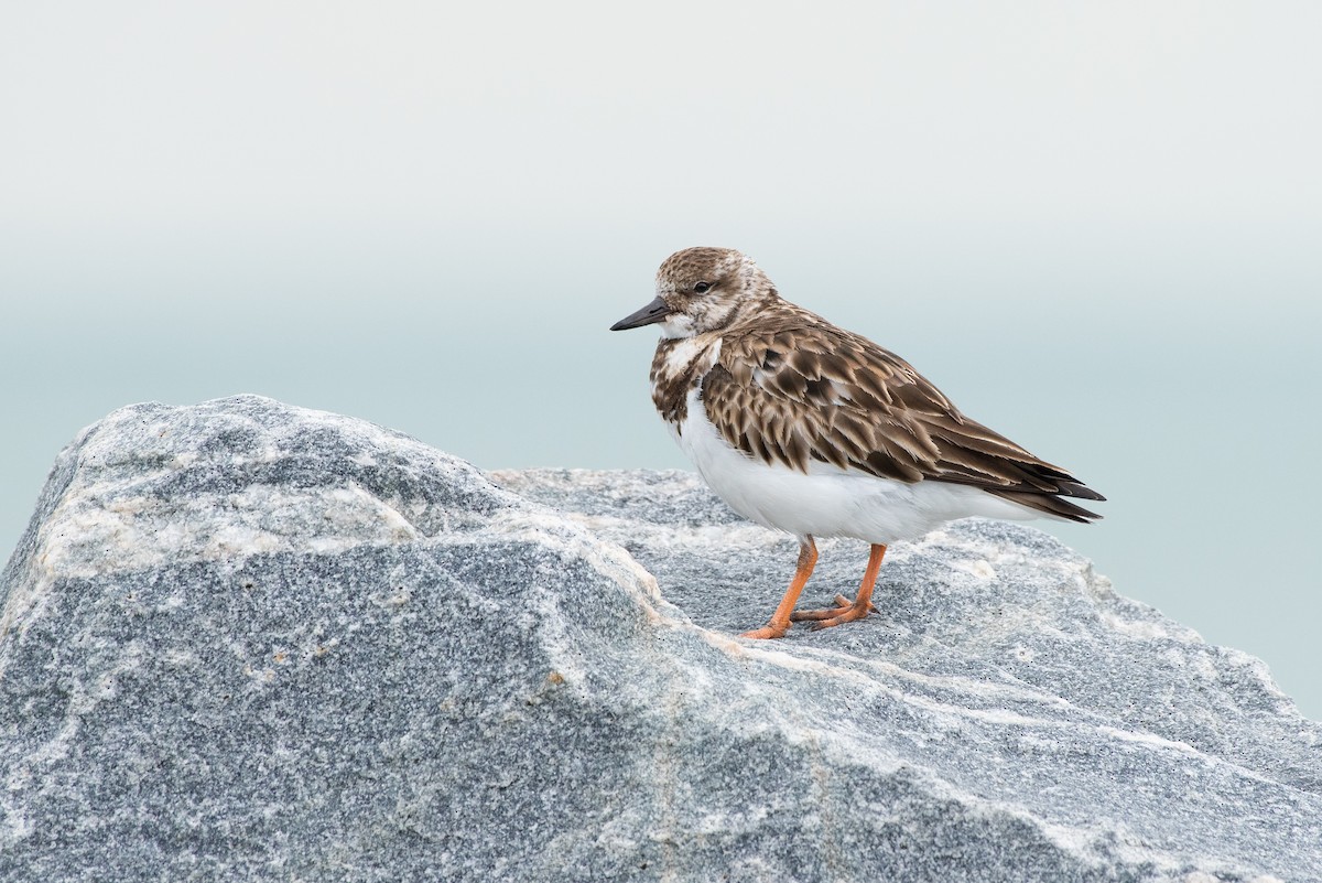 Ruddy Turnstone - ML217669401