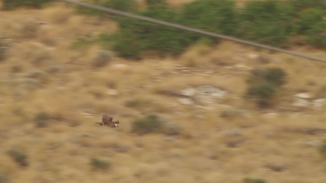 Águila Pescadora (carolinensis) - ML217669461