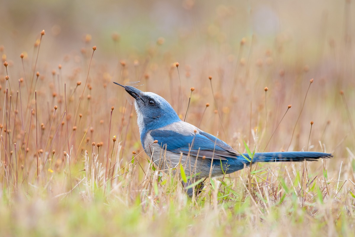 Florida Scrub-Jay - ML217669981