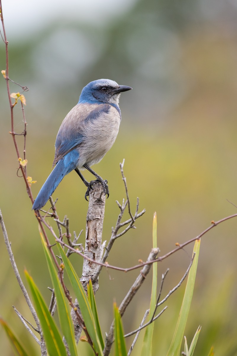 Florida Scrub-Jay - Tyler Ficker