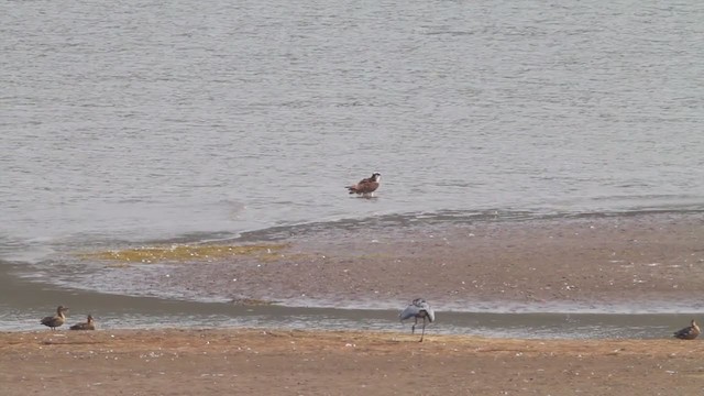 Balbuzard pêcheur (carolinensis) - ML217670061