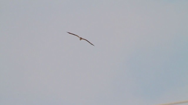 orlovec říční (ssp. carolinensis) - ML217670071
