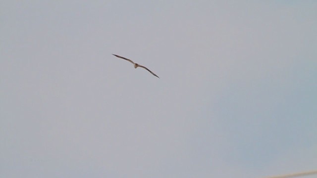 Águila Pescadora (carolinensis) - ML217670071