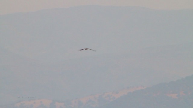 Osprey (carolinensis) - ML217670091