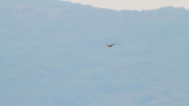 Águila Pescadora (carolinensis) - ML217670131