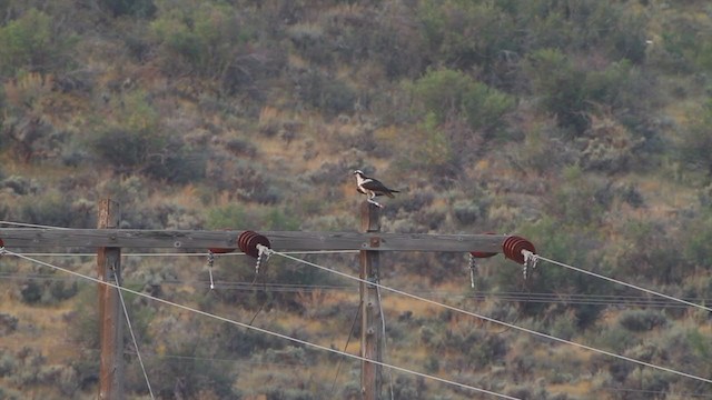 Osprey (carolinensis) - ML217670161