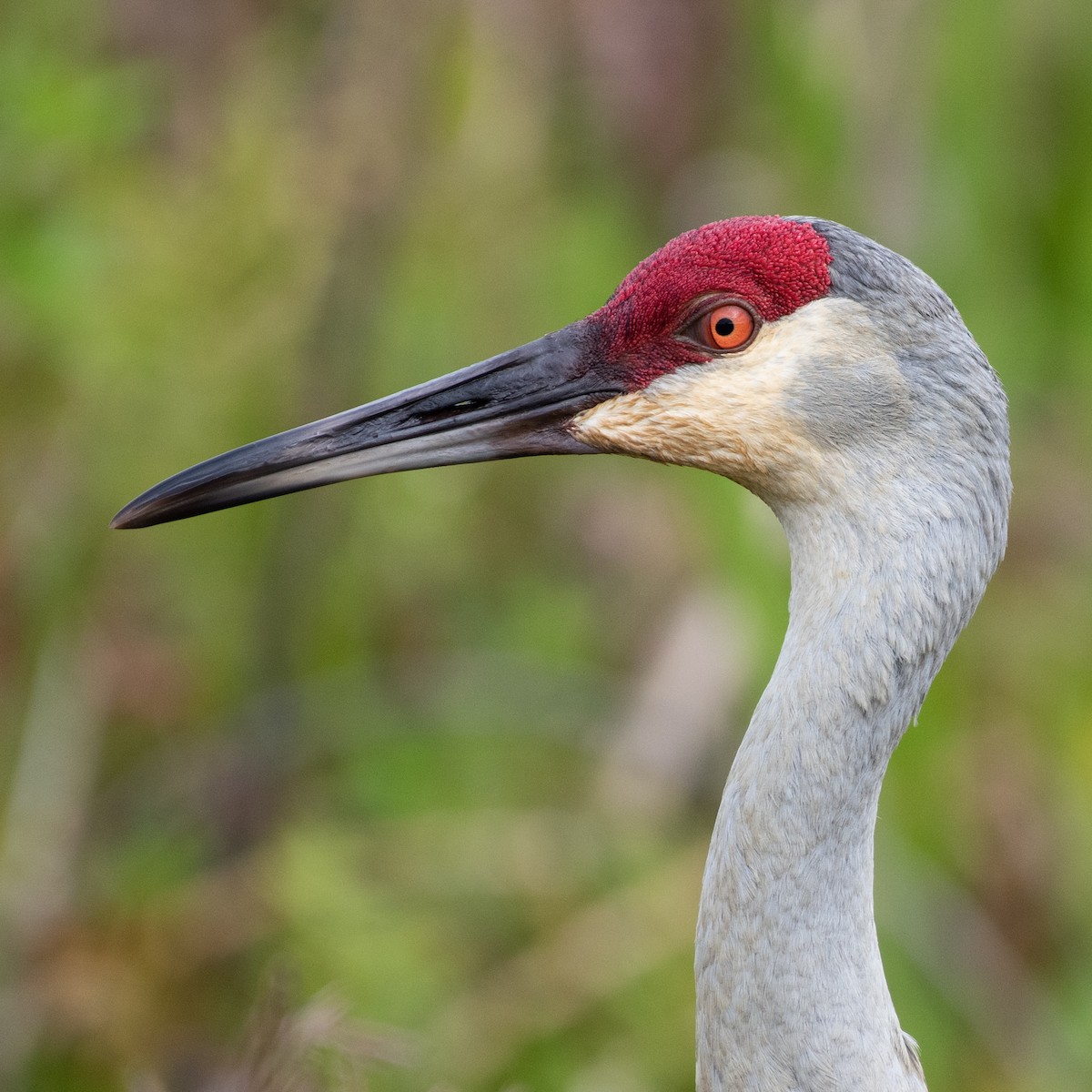 Sandhill Crane - ML217670251
