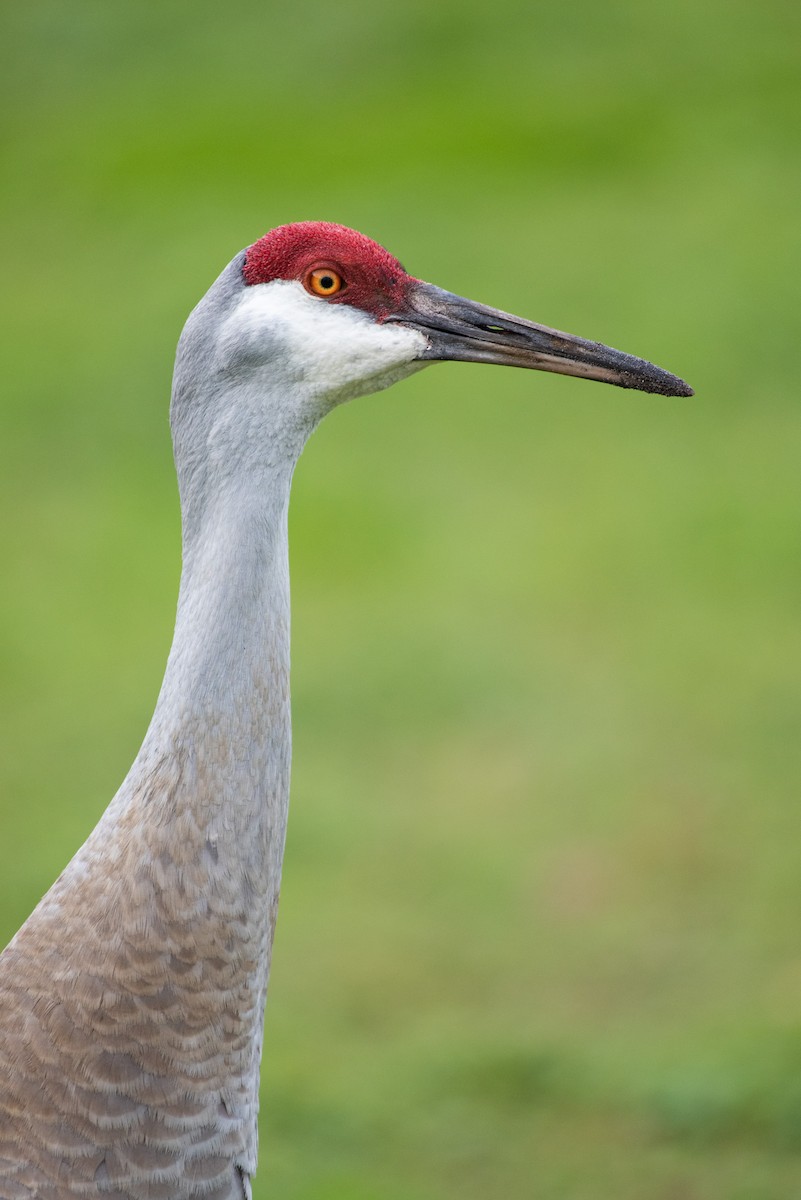 Sandhill Crane - ML217670281