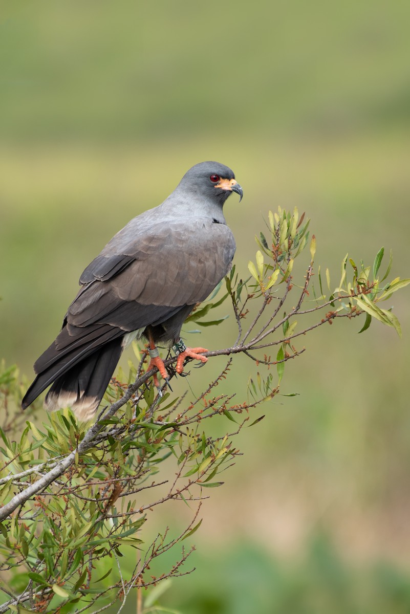 Snail Kite - ML217670671