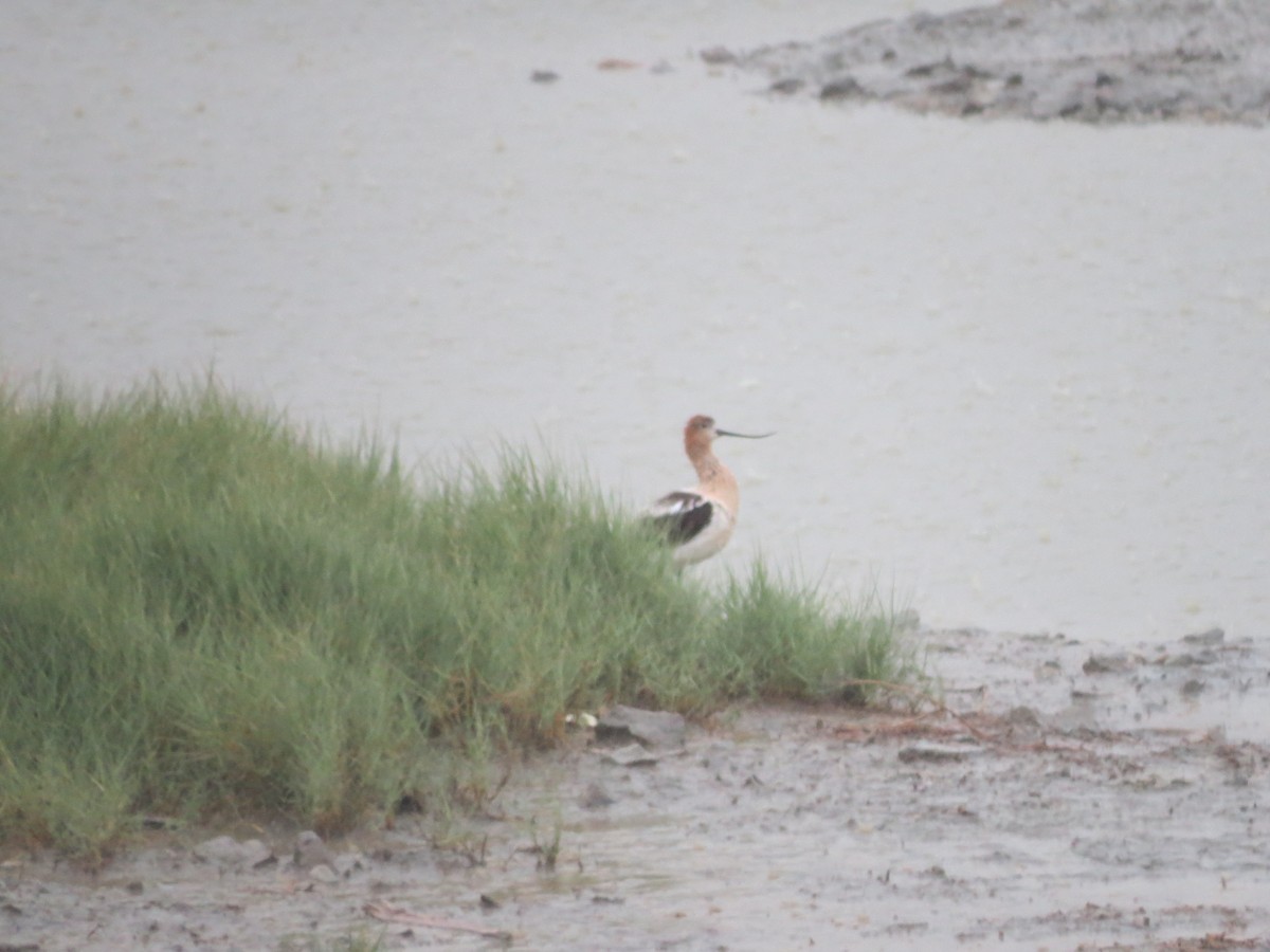 American Avocet - ML217671311