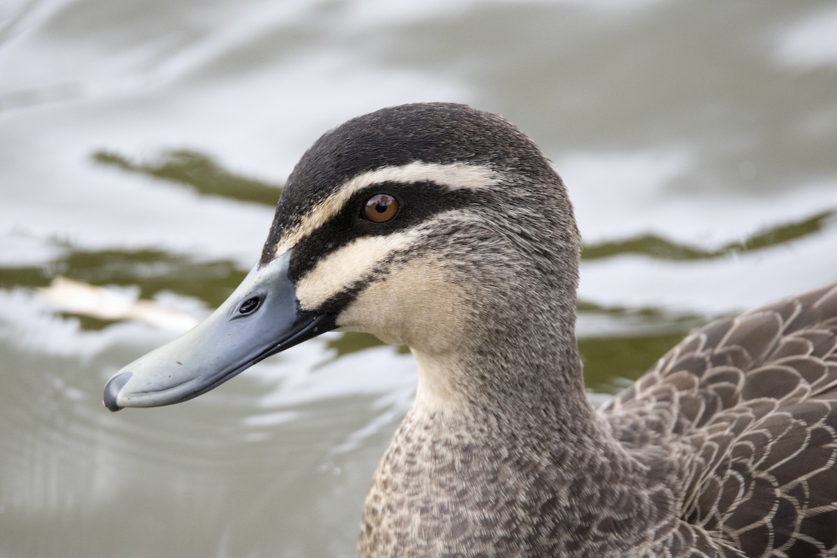 Pacific Black Duck - ML217671631