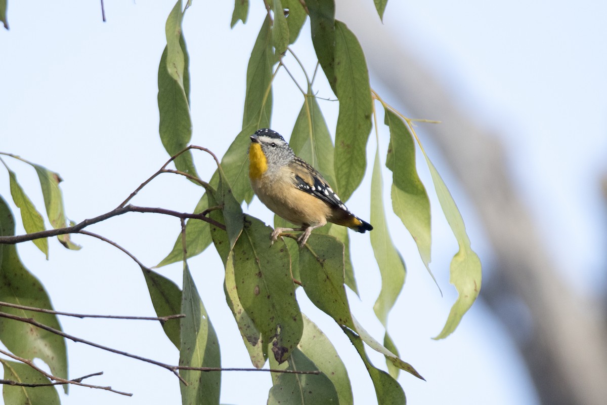 Spotted Pardalote (Spotted) - ML217671851
