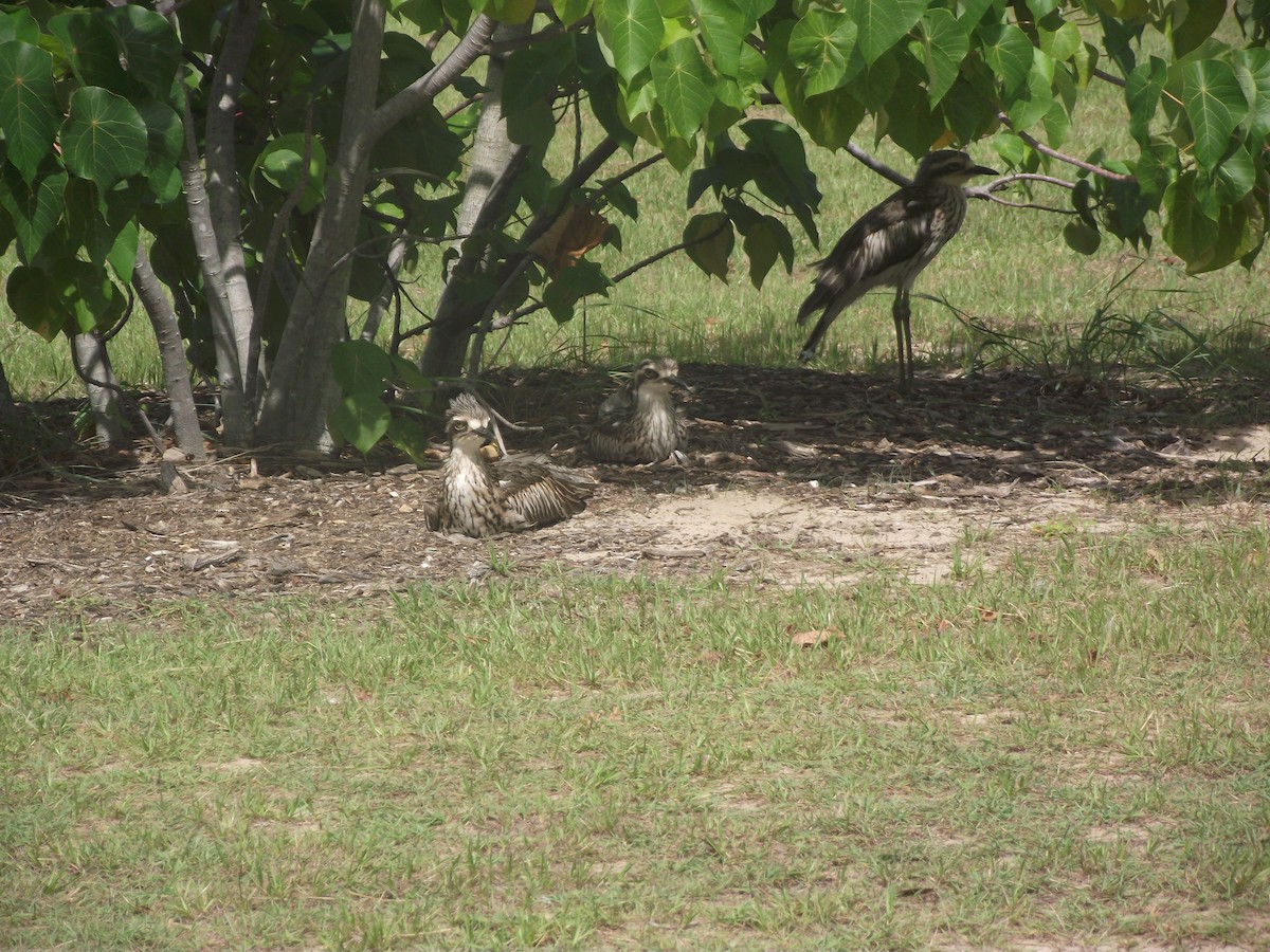 Bush Thick-knee - Scott and Jenny Pascoe