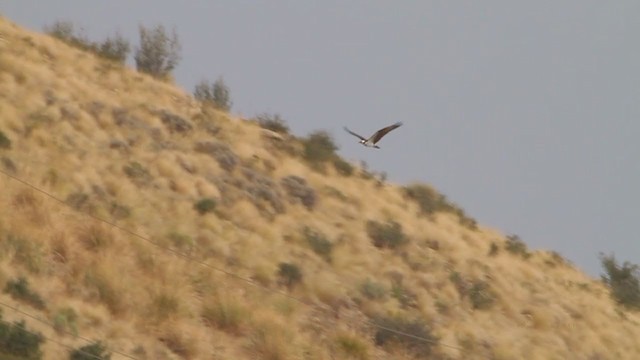 Águila Pescadora (carolinensis) - ML217672601