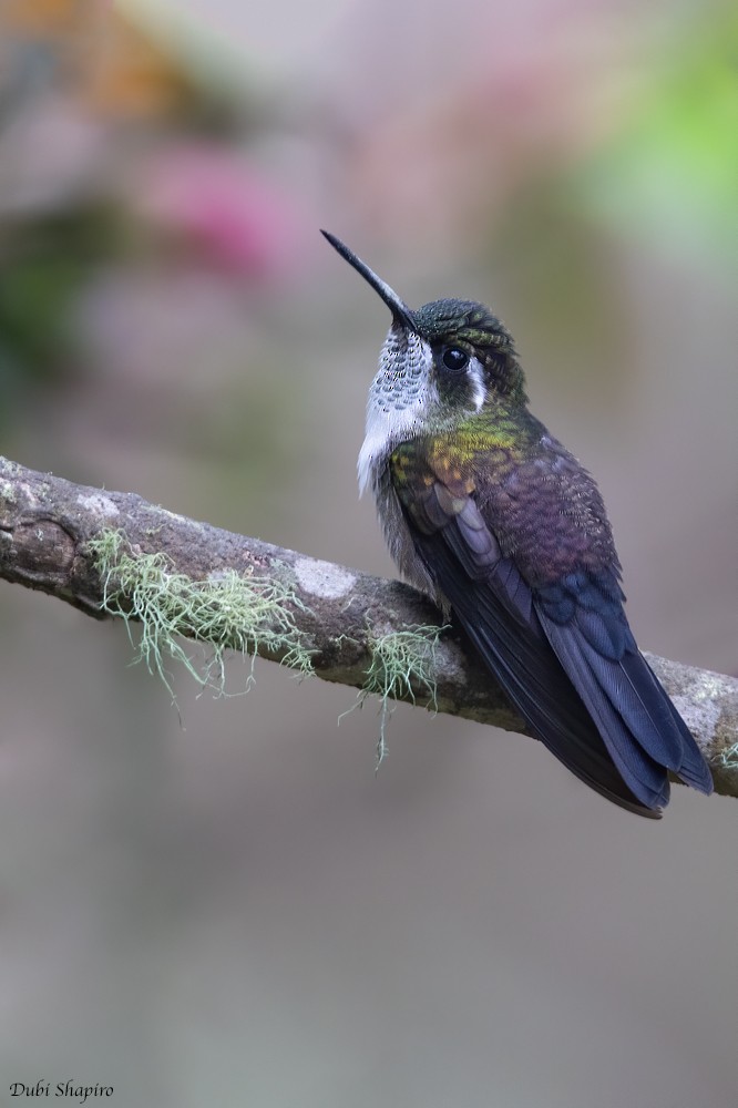 kolibřík salvadorský - ML217673151