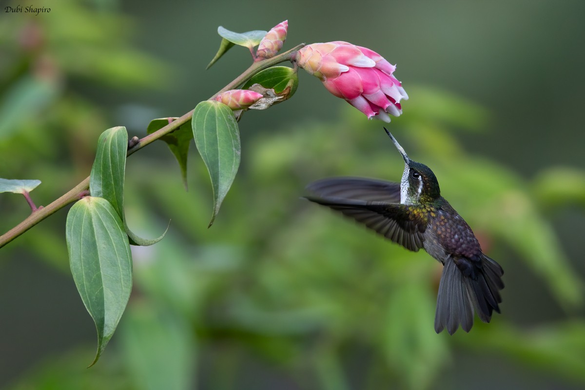 kolibřík salvadorský - ML217673161