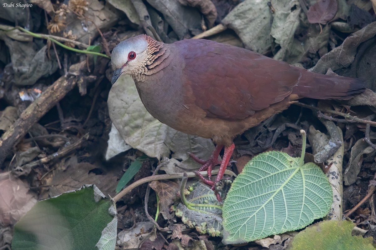 White-faced Quail-Dove - ML217673201