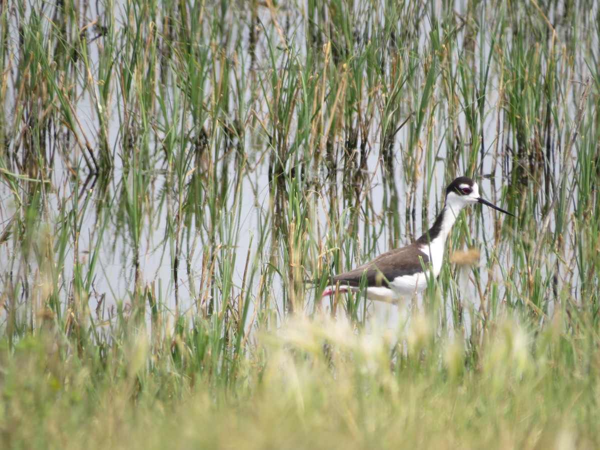 Black-necked Stilt - Jason Fidorra