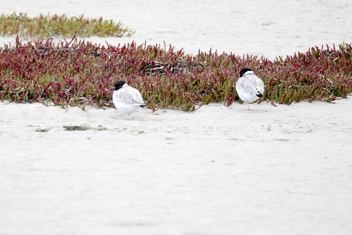 Hooded Plover - ML217673991