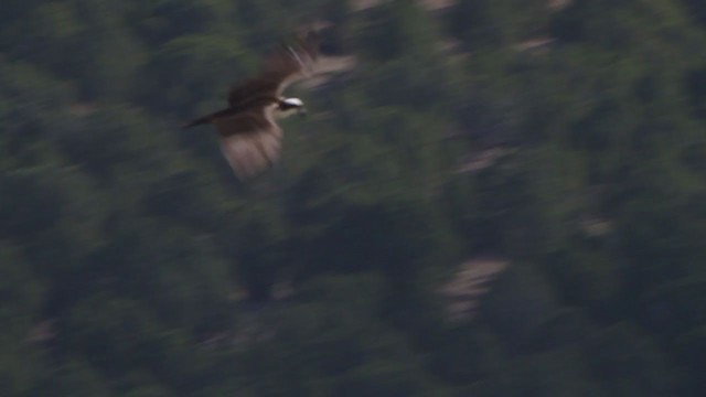 Balbuzard pêcheur (carolinensis) - ML217674781